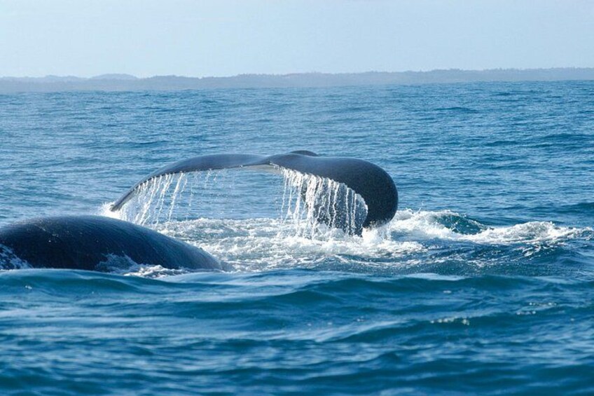 A whale breaching with its tail visible above the water. 1