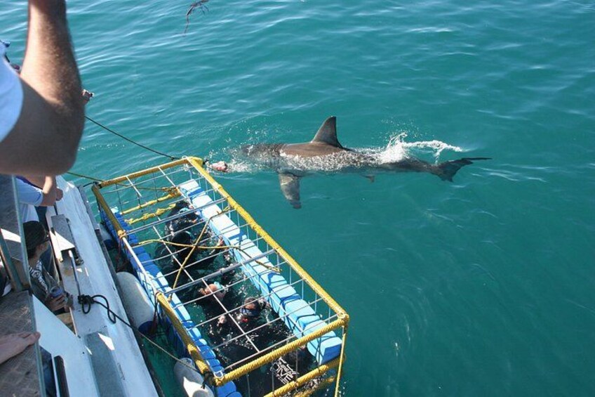 Cape town Hermanus Shark Cage Diving Tour With Transport 3