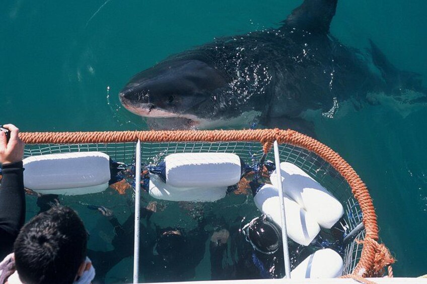 Cape town Hermanus Shark Cage Diving Tour With Transport 4