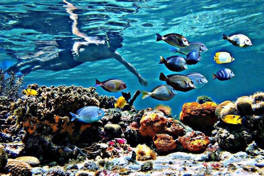 A diver swimming with colorful fish in clear blue water, surrounded by coral reefs. 1