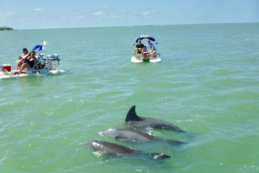 Un bateau avec des personnes à bord, des dauphins nageant à proximité et une eau calme. 4