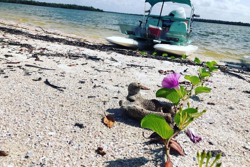 Une plage avec un canard, une petite plante et un bateau en arrière-plan. 2