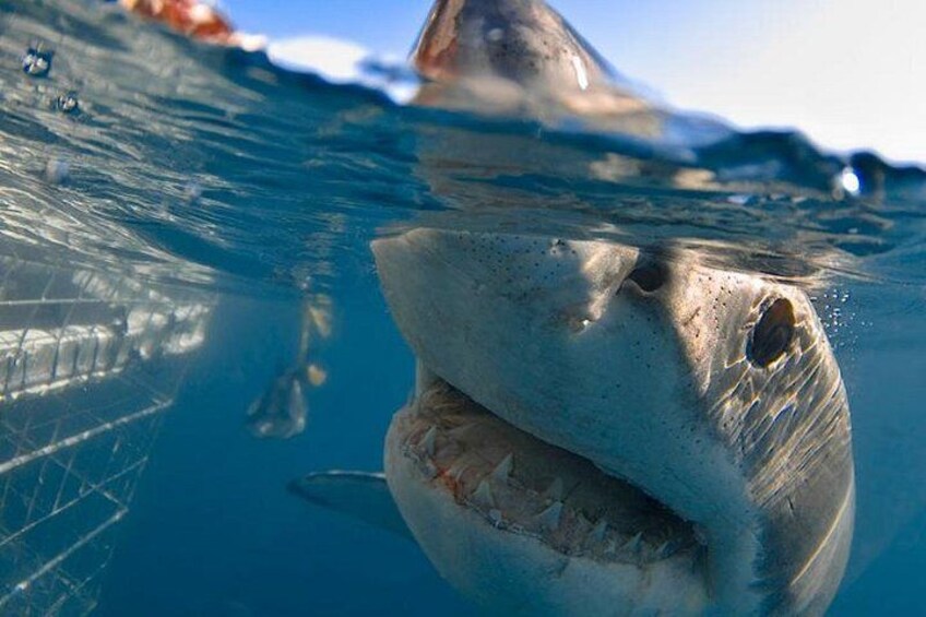 Uno squalo che nuota sott'acqua, con una chiara vista della bocca e dei denti. 5