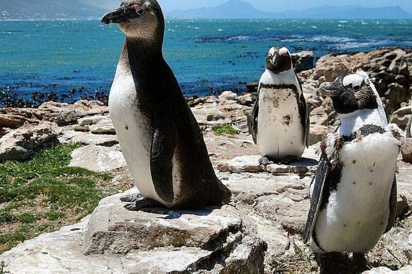 Tre pinguini su una riva rocciosa con uno specchio d'acqua e montagne sullo sfondo. 2