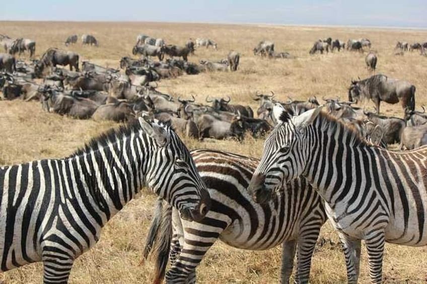 Zebras and wildebeests in a dry grassland. 1