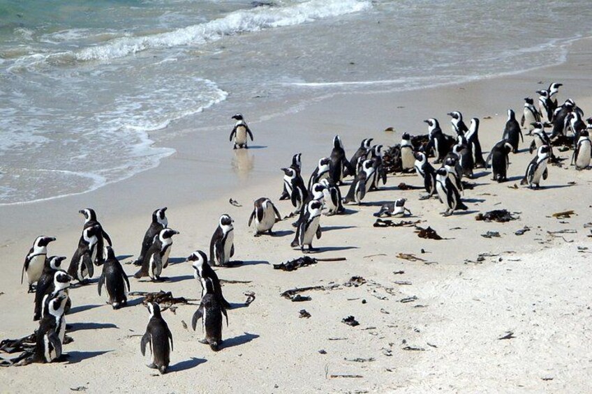 A beach with penguins. 5