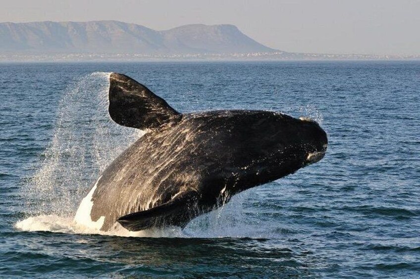 A whale breaching the ocean surface with a mountainous landscape in the background. 1