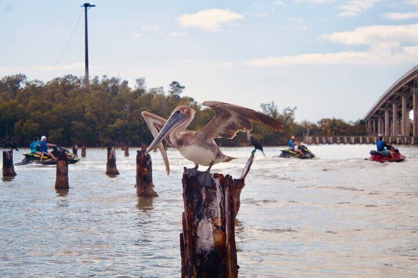 Spot Birds everywhere you travel