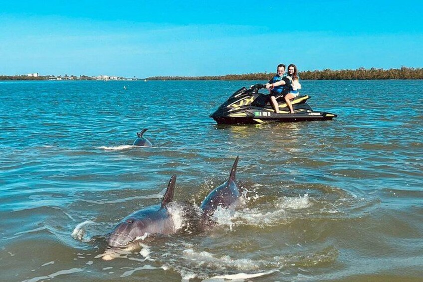 A jet ski with two people and dolphins in the water. 1