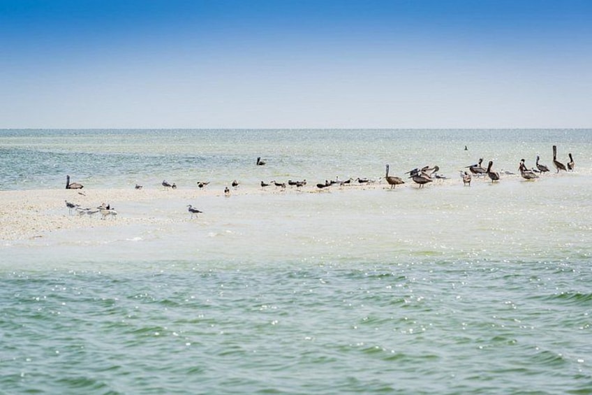 Ein Strand mit Vögeln und ruhigem Wasser. 2