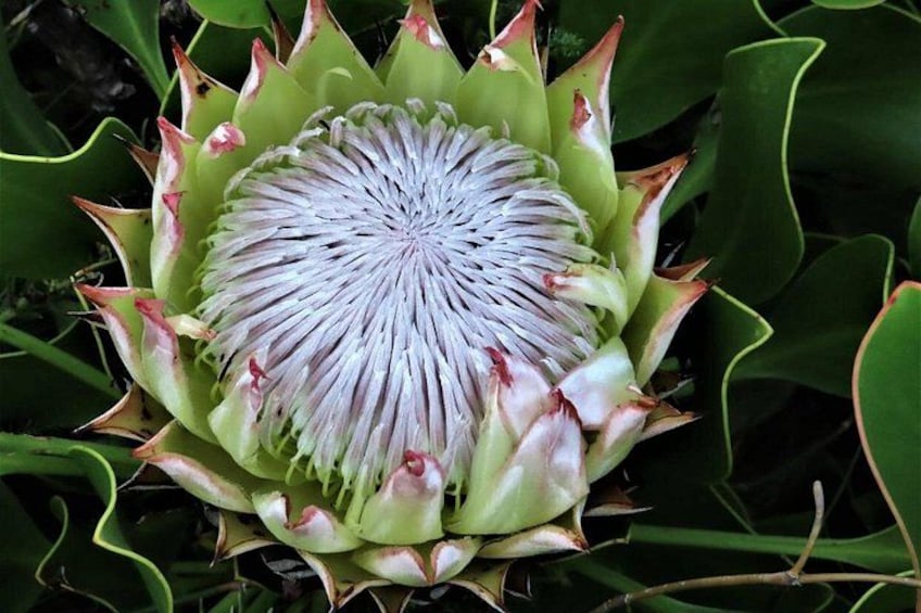 A close-up of a plant with a central spiky structure surrounded by green leaves. 5