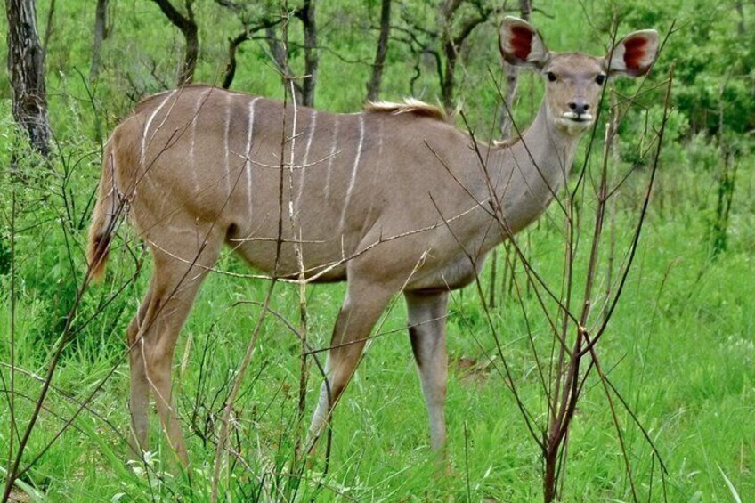 A kudu in a grassy field with trees in the background. 2