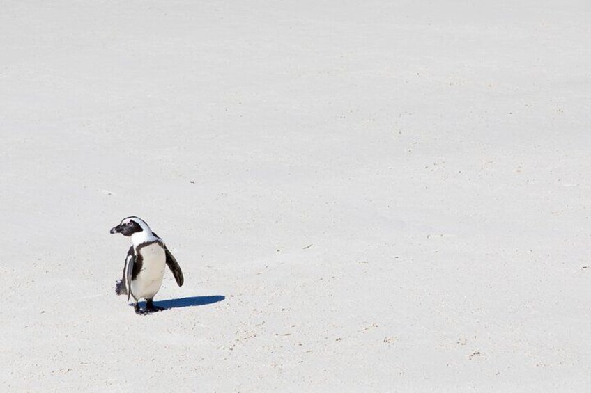 African Penguins (Boulders Beach) Half Day tour from Cape Town 3