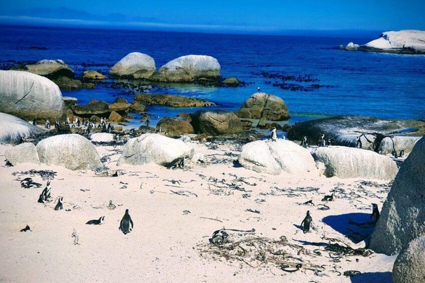African Penguins (Boulders Beach) Half Day tour from Cape Town 4