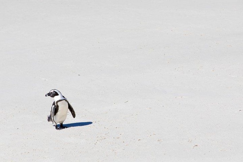 African Penguins (Boulders Beach) Half Day tour from Cape Town 3