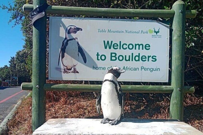 African Penguins (Boulders Beach) Half Day tour from Cape Town 2