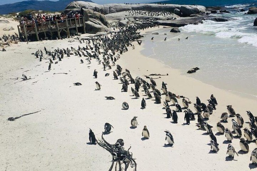 African Penguins (Boulders Beach) Half Day tour from Cape Town 3