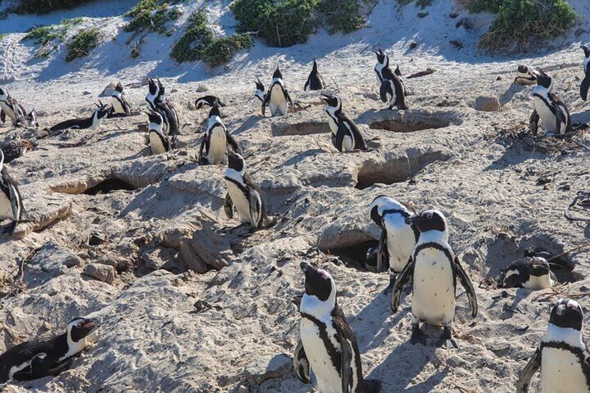 A group of penguins on a sandy beach with sparse vegetation in the background. 1