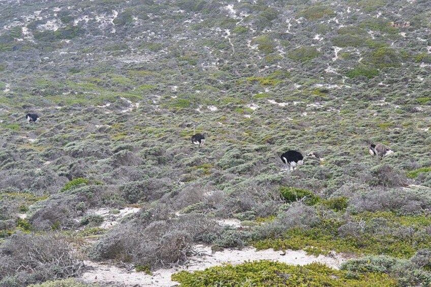 Private Tour Cape of Good Hope & Penguins Sightseeing Full day 2