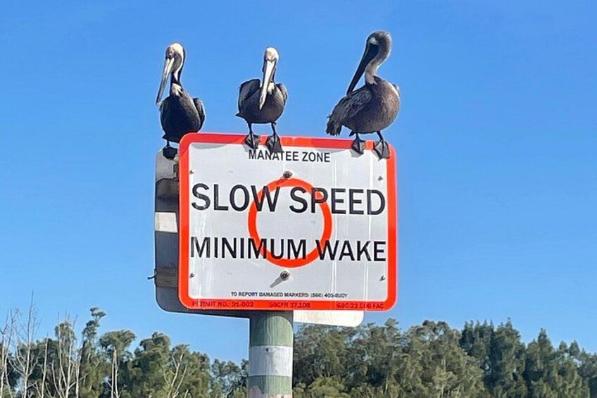 Een bord met pelikanen en een waarschuwing over een minimum snelheid en hoge golven. 2