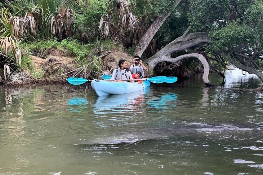 Wildlife Refuge Manatee, Dolphin & Mangrove Kayak or Paddleboarding Tour! 2