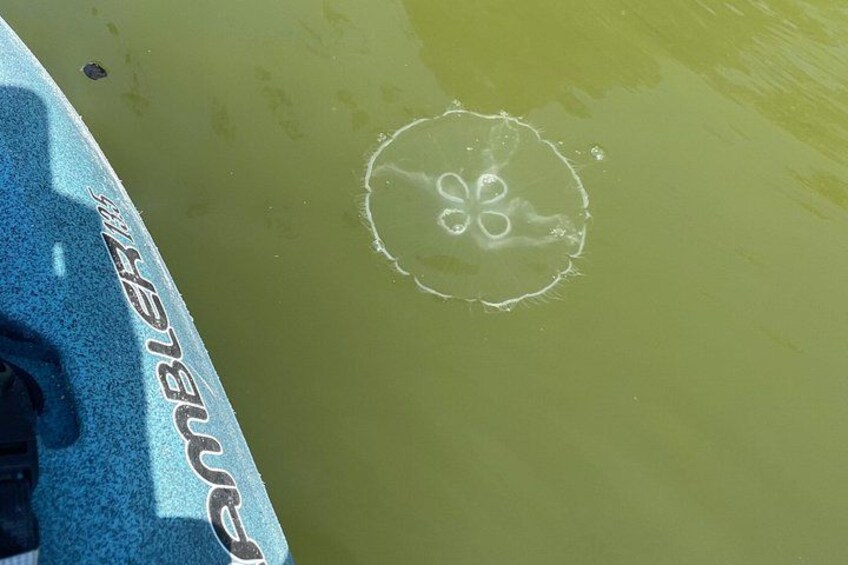 Ein Boot mit einem Muster auf der Wasseroberfläche und einem Logo. 5