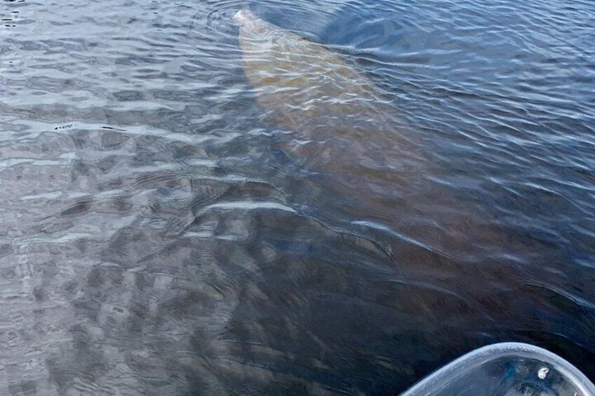 A large fish in clear water. 5