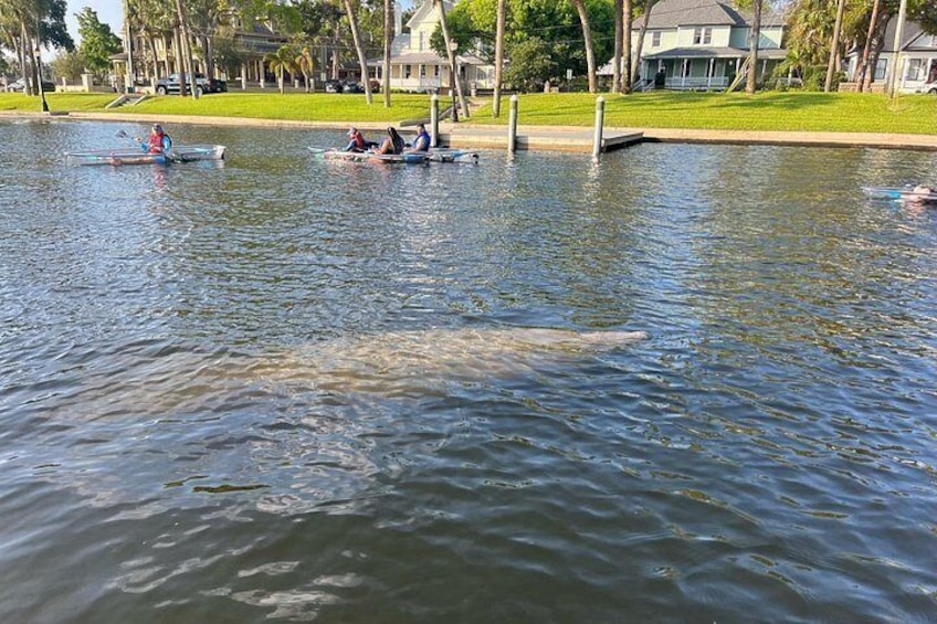A lake with people rowing boats, a large fish, and houses in the background. 3