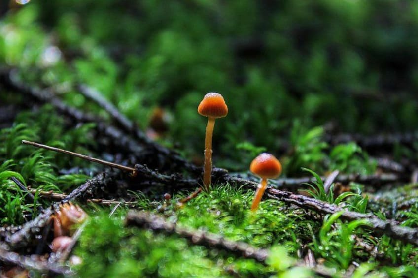 Zwei orangefarbene Pilze auf einem moosbewachsenen Waldboden. 1