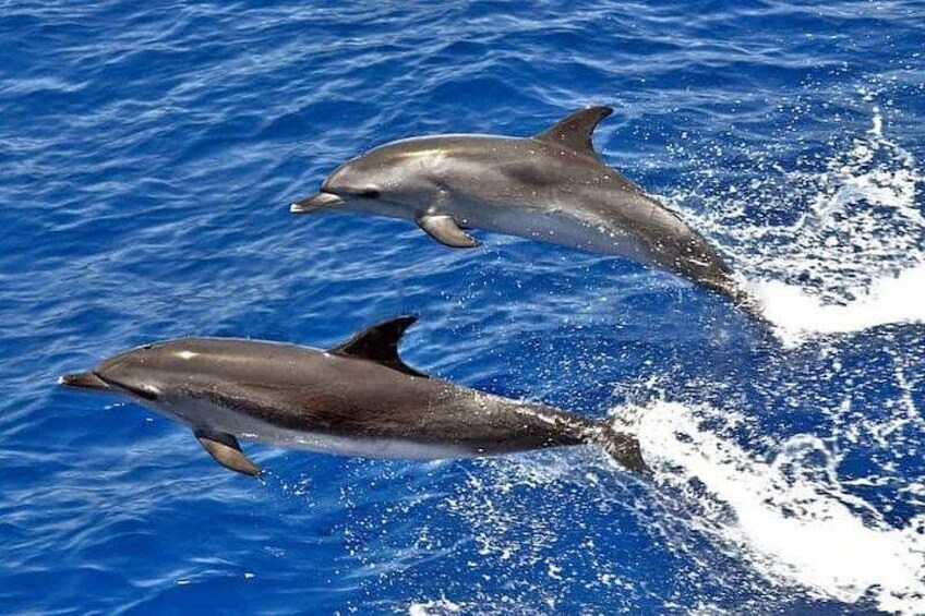 Dolphin Searching Tour in Puerto de Mogán ("KEEPER UNO" Boat) 2