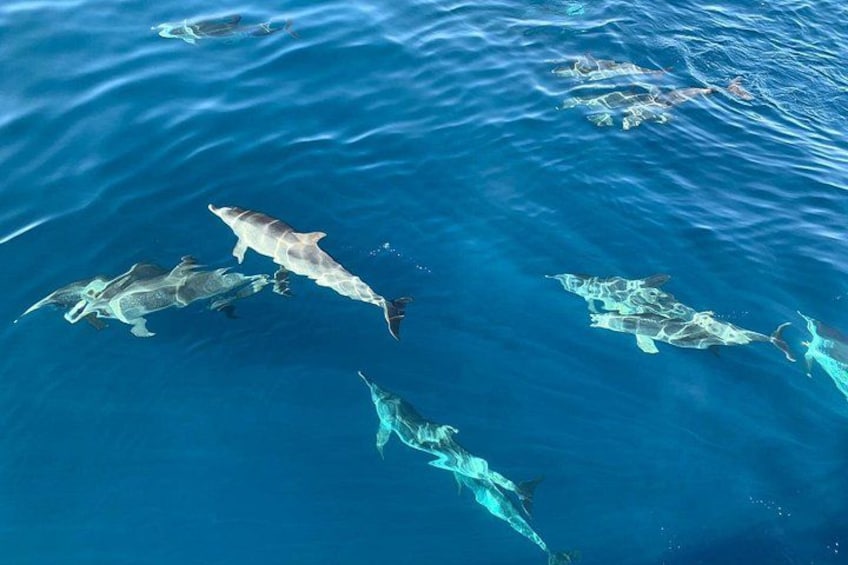 A group of dolphins swimming in clear blue water. 4
