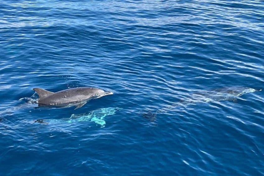 A dolphin swimming in the ocean. 2