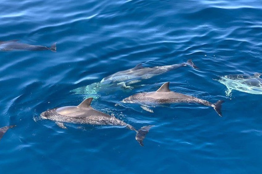 Dolphins swimming in the ocean. 3