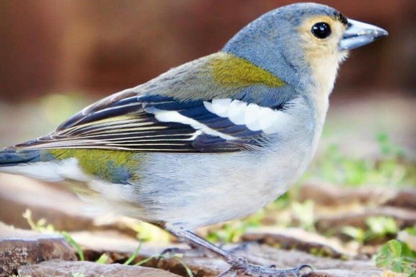 Ein Vogel mit grauem Kopf, gelb-weißer Brust und dunklen Flügeln steht auf dem Boden. 3
