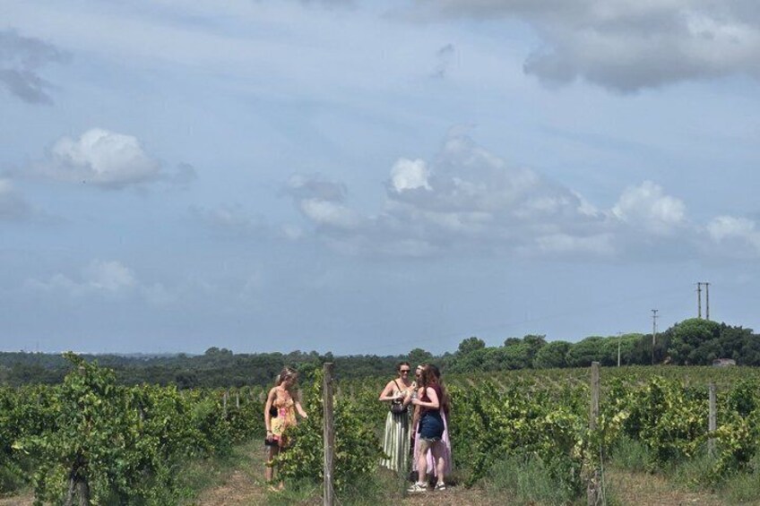 Setúbal Wine Tour with Visit and Tasting at 2 Wineries 3