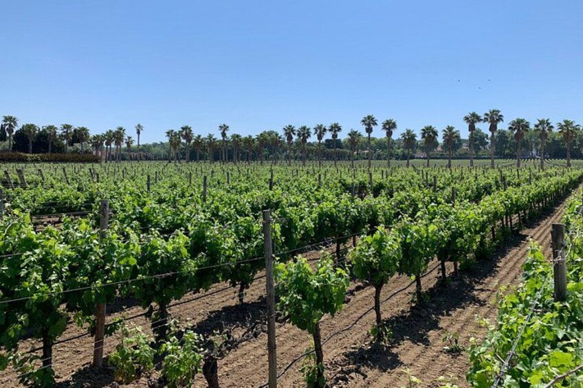 Setúbal Wine Tour with Visit and Tasting at 2 Wineries 5