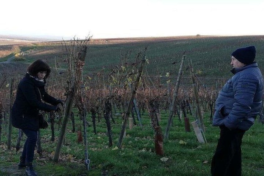 ICONICS Tour: 1/2 day on the Wine Route, visit of 2 Villages + Tasting. 5