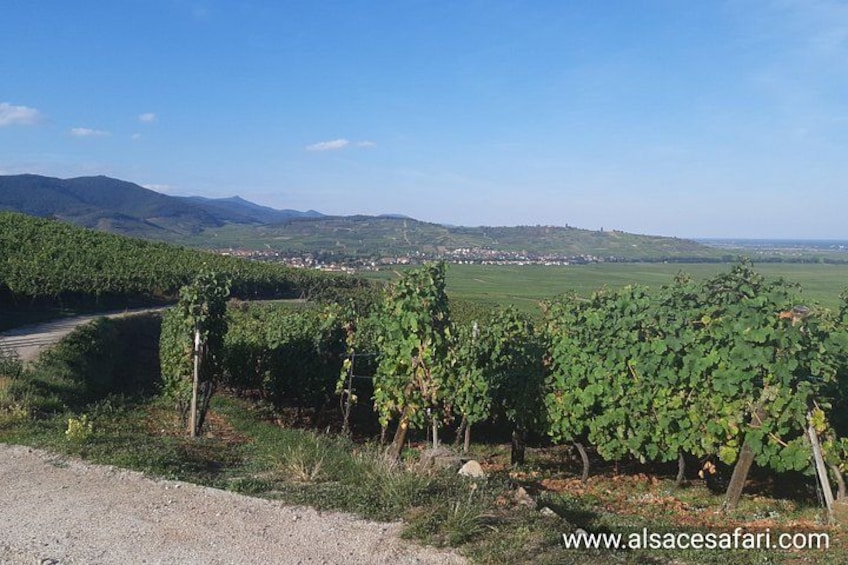 ICONICS Tour: 1/2 day on the Wine Route, visit of 2 Villages + Tasting. 3