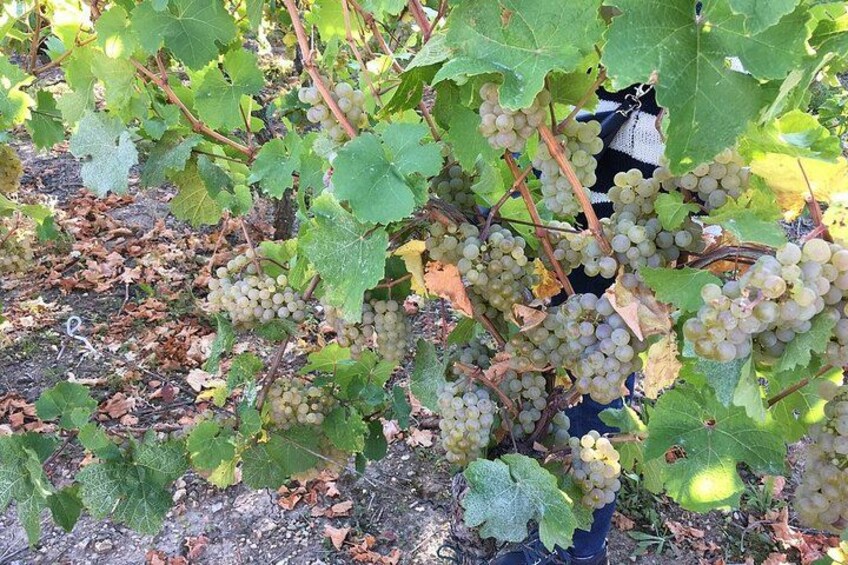 ICONICS Tour: 1/2 day on the Wine Route, visit of 2 Villages + Tasting. 5