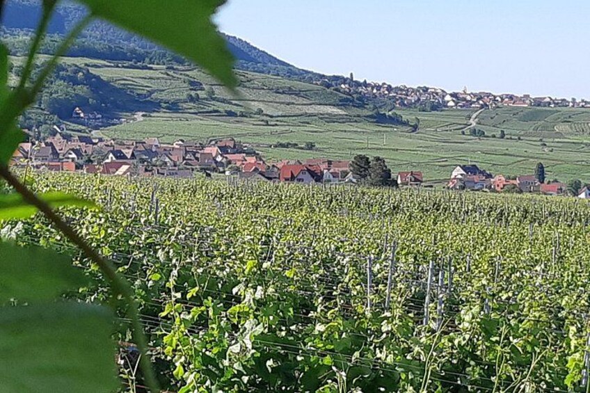 Safari-Tour Villages and vineyard, 1/2 day afternoon 5