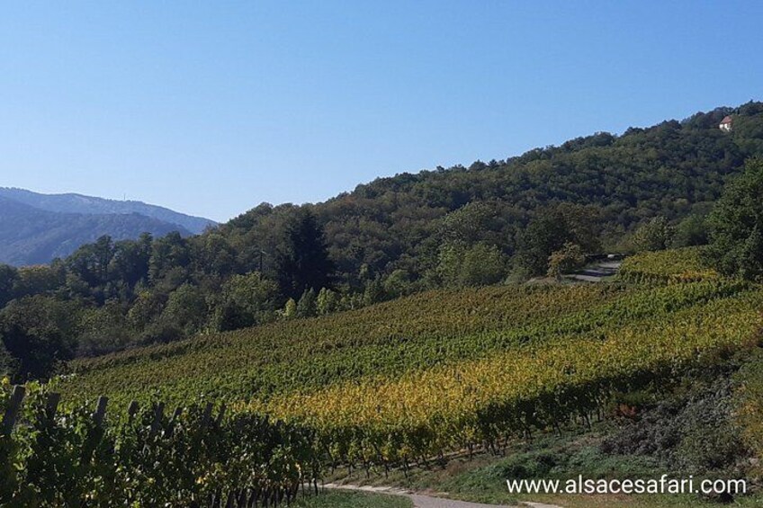 Safari-Tour Villages and vineyard, 1/2 day afternoon 2