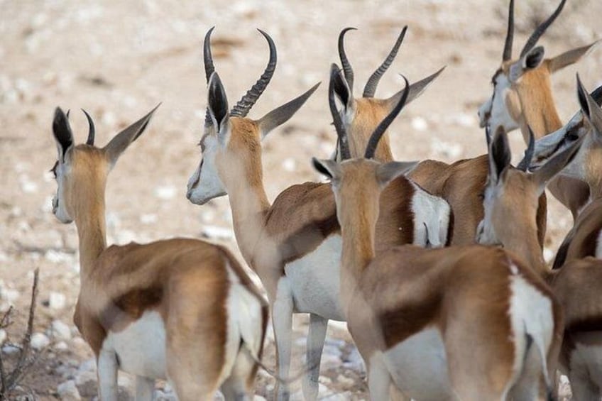 3 Day Etosha Budget Camping Safari 2