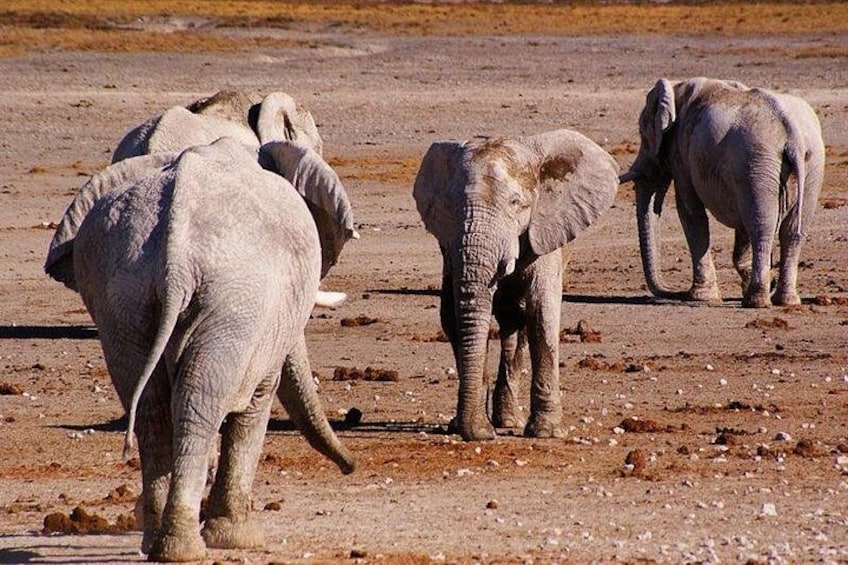 3 Day Etosha Budget Camping Safari 4