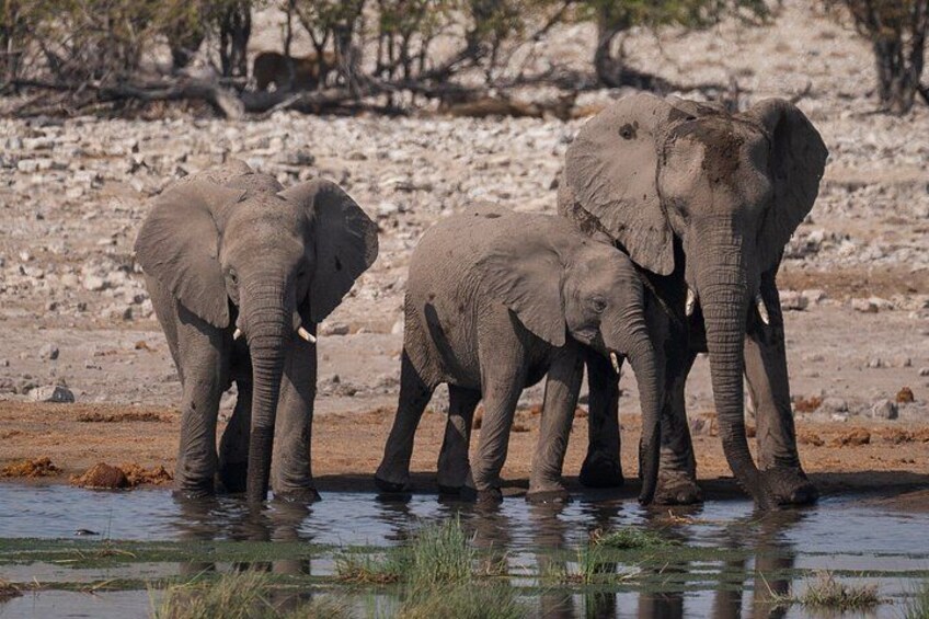 3 Day Etosha Budget Camping Safari 5