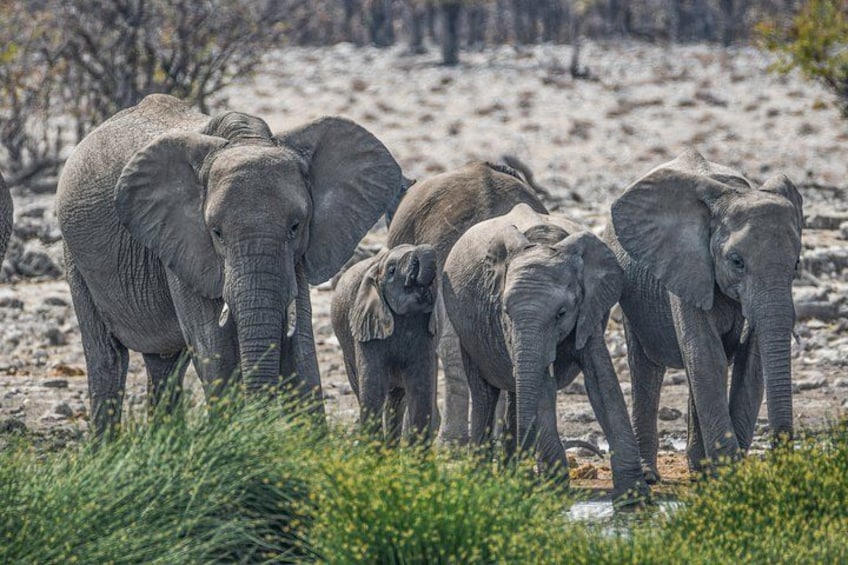 3 Day Etosha Budget Camping Safari 3