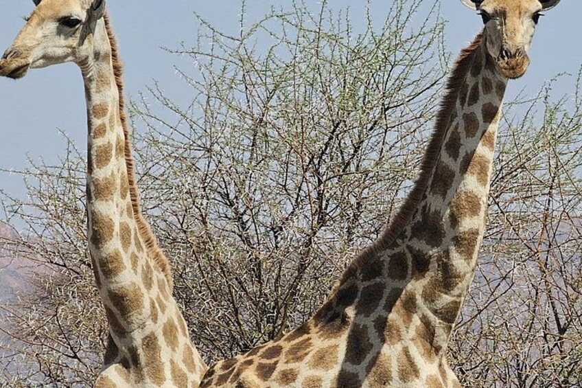3 Day Etosha Budget Camping Safari 2