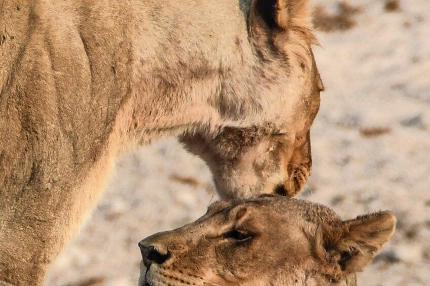 3 Day Etosha Budget Camping Safari 4