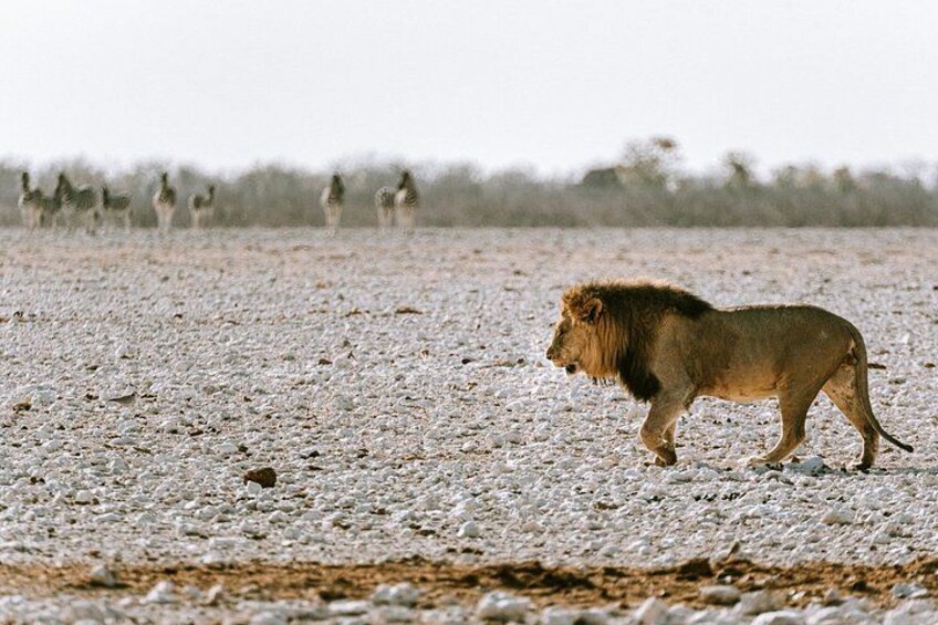 3 Day Etosha Budget Camping Safari 3