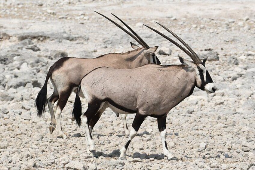 3 Day Etosha Budget Camping Safari 3