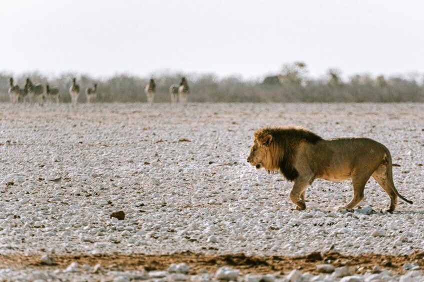 3 Day Etosha Budget Camping Safari 3